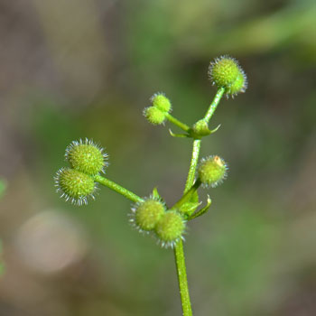 Common Bedstraw; fruits are a nutlets with tiny hairs that are able to hook on to passing animals. Galium aparine